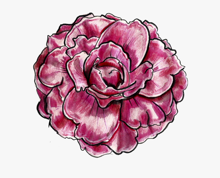 Wellcome Camellia Sasanqua ¡bienvenida Camellia Sasanqua - Japanese Camellia, Transparent Clipart