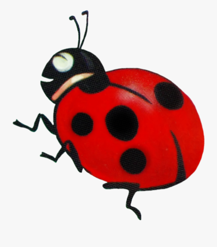 Drawing Coccinella Septempunctata, Transparent Clipart