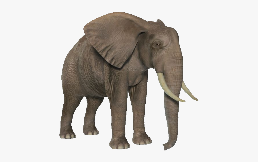 African Bush Elephant Png, Transparent Clipart