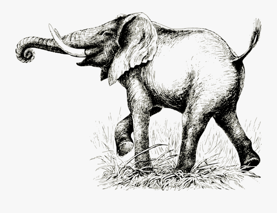 Wildlife,warthog,working Animal - Indian Elephant, Transparent Clipart