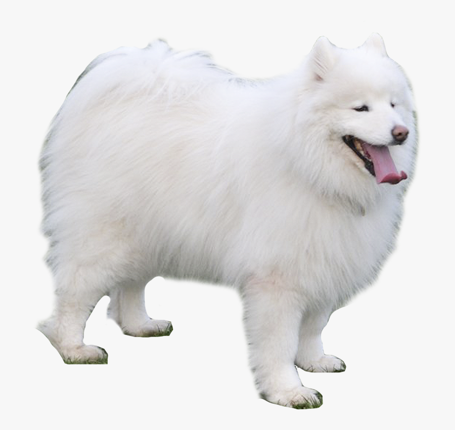 Transparent Samoyed Png - Japanese Spitz, Transparent Clipart