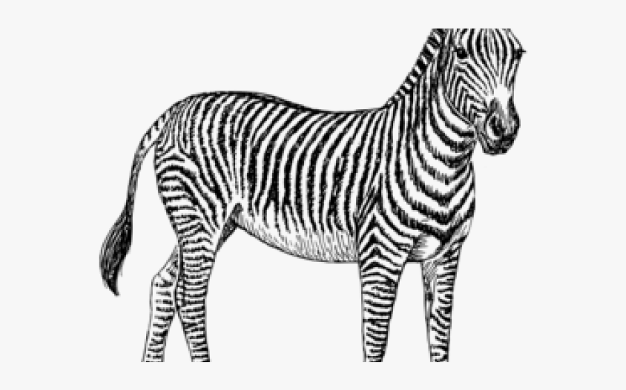 Black And White Zebra Clipart, Transparent Clipart