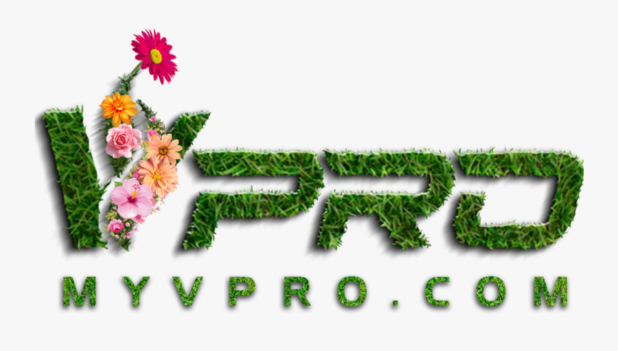 Barberton Daisy, Transparent Clipart