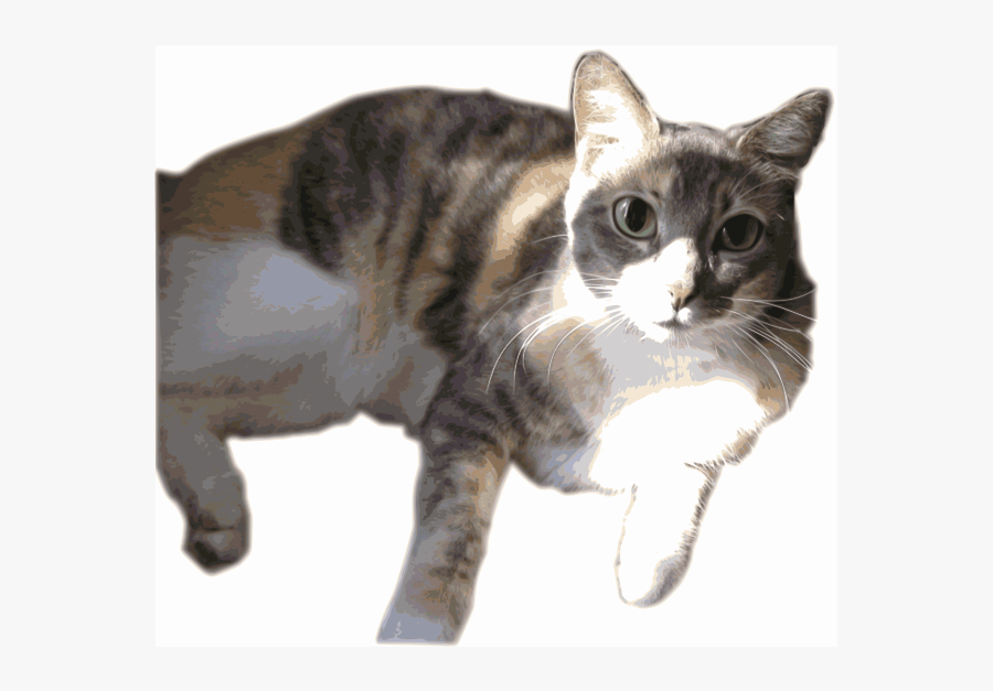 Daphne, The Calico W/ Anime Eyes - Calico Transparent Background, Transparent Clipart