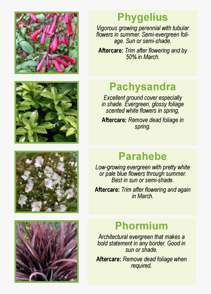 Phygelius Vigorous Growing Perennial With Tubulor Flowers - Stitchwort, Transparent Clipart