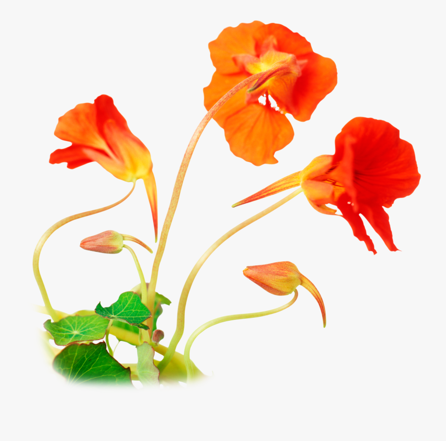 Transparent Parts Of A Plant Clipart - Nasturtium, Transparent Clipart