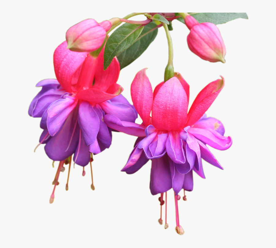 Purple And Pink Fuchsia Flowers Pillow Case Clipart - Clipart Fuchsia Flower On Transparent Background, Transparent Clipart