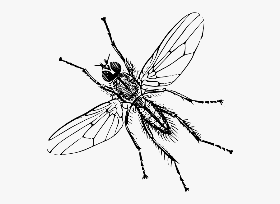 Clip Art Image Of Insect, Transparent Clipart