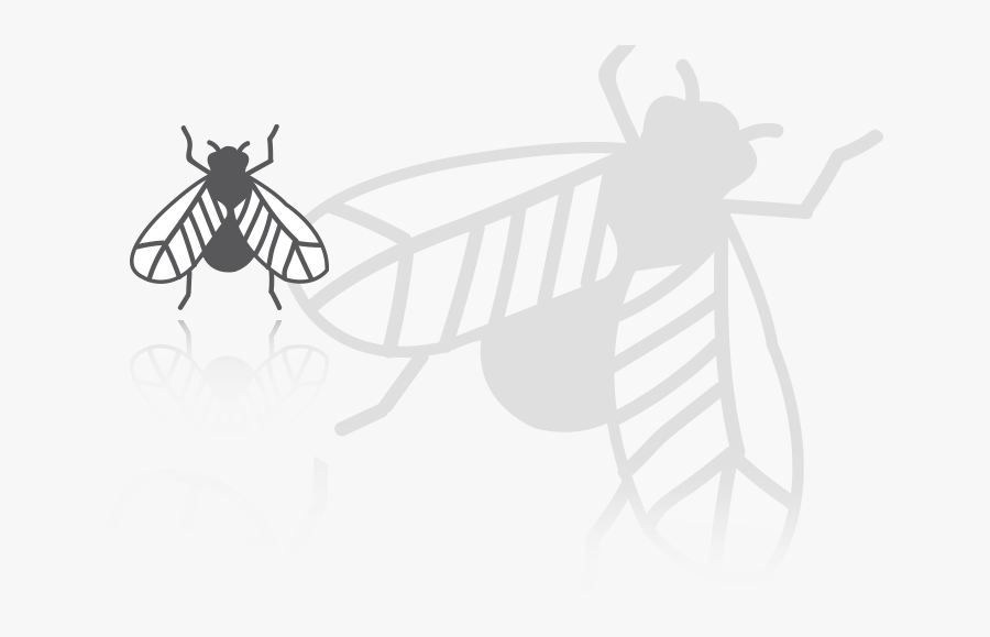 Insect Caron - Insects - Illustration, Transparent Clipart