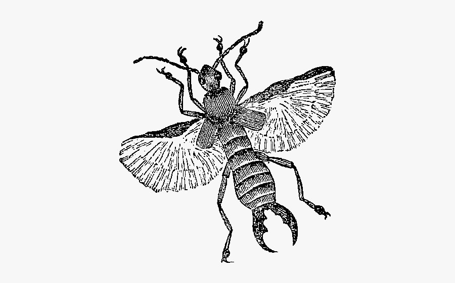 Clip Art Insects Illustrations - Illustration, Transparent Clipart