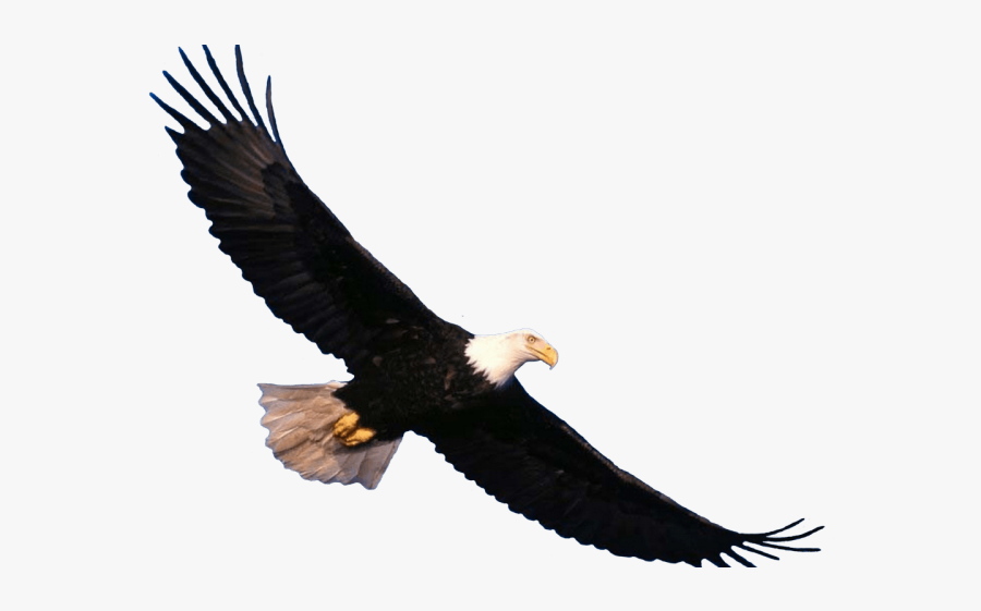Eagle Flying Png, Transparent Clipart