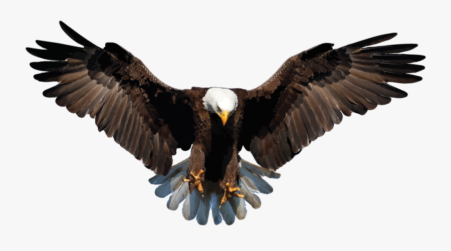 Bald Eagle Png - Transparent Background Eagle Png, Transparent Clipart