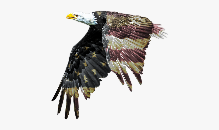 Bald Eagle, Patriotism, American Flag, Freedom - European Starling, Transparent Clipart