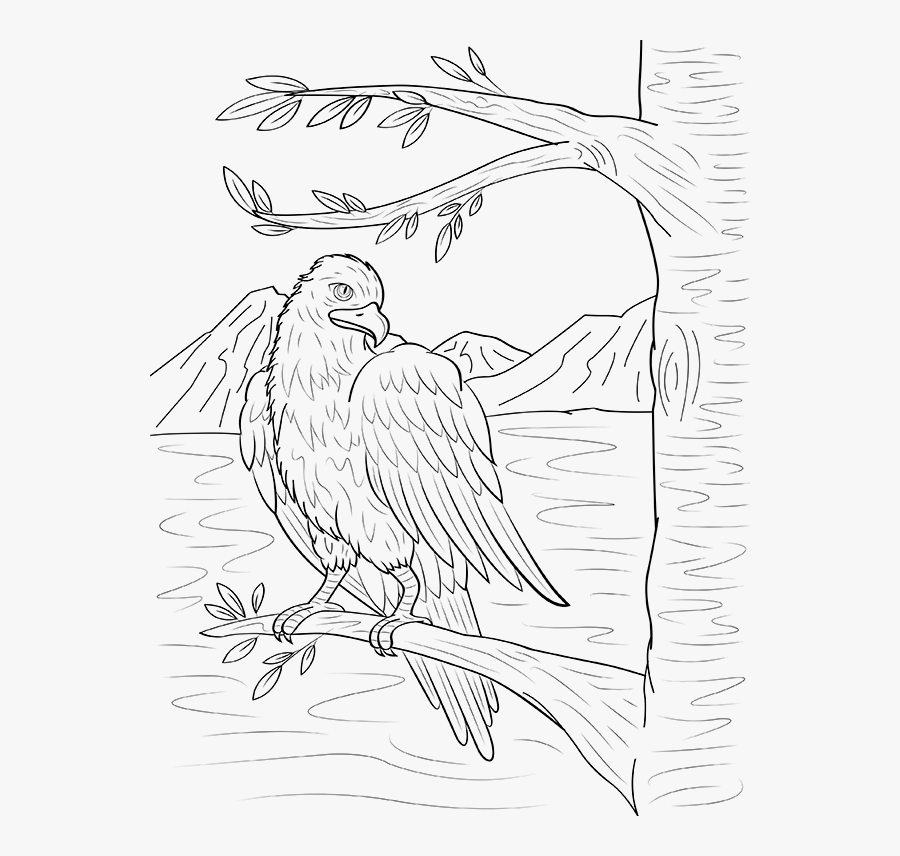 Sketch, Transparent Clipart