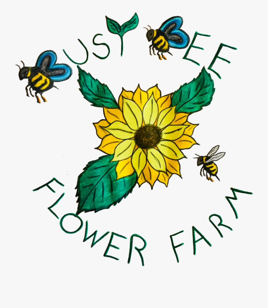 African Daisy, Transparent Clipart