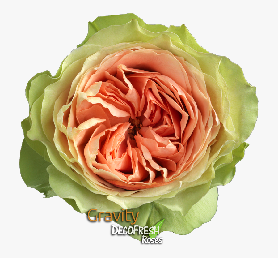Gravity - Gravity Roses, Transparent Clipart