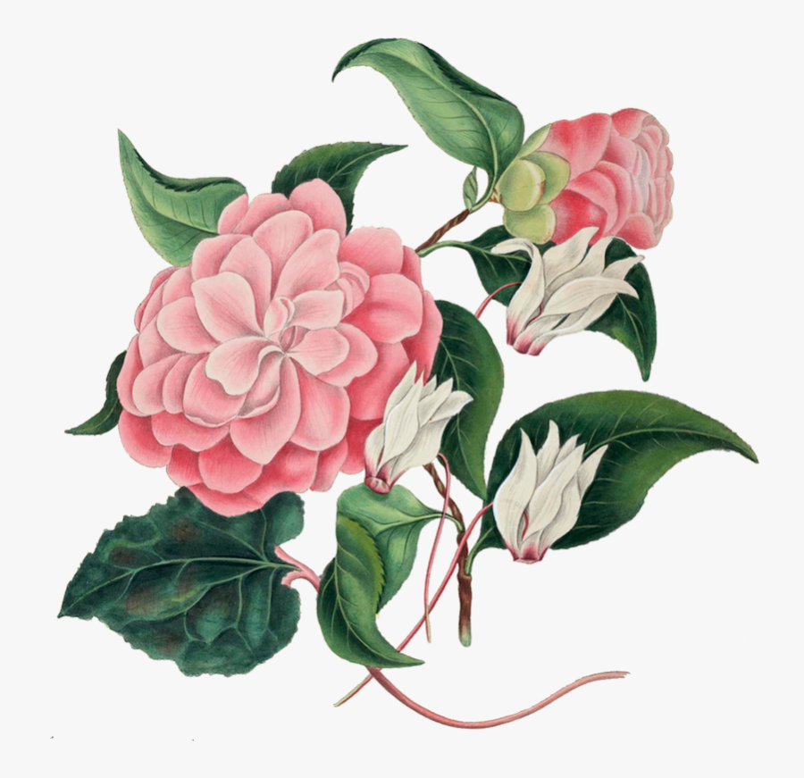 Camelia Illustration, Transparent Clipart