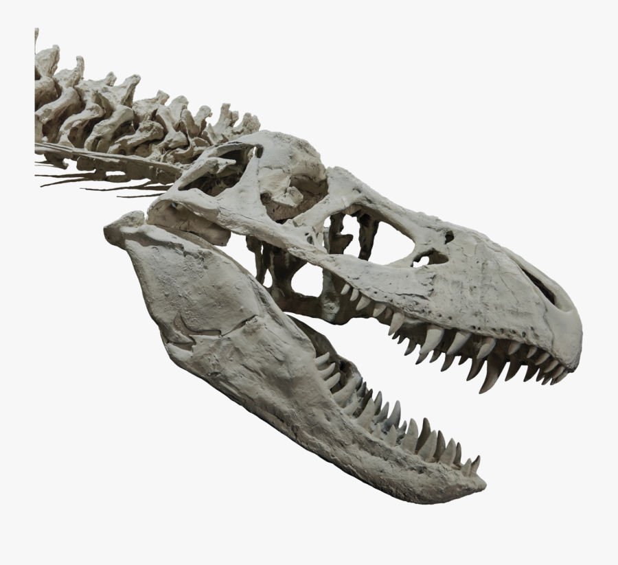 t rex skull roblox