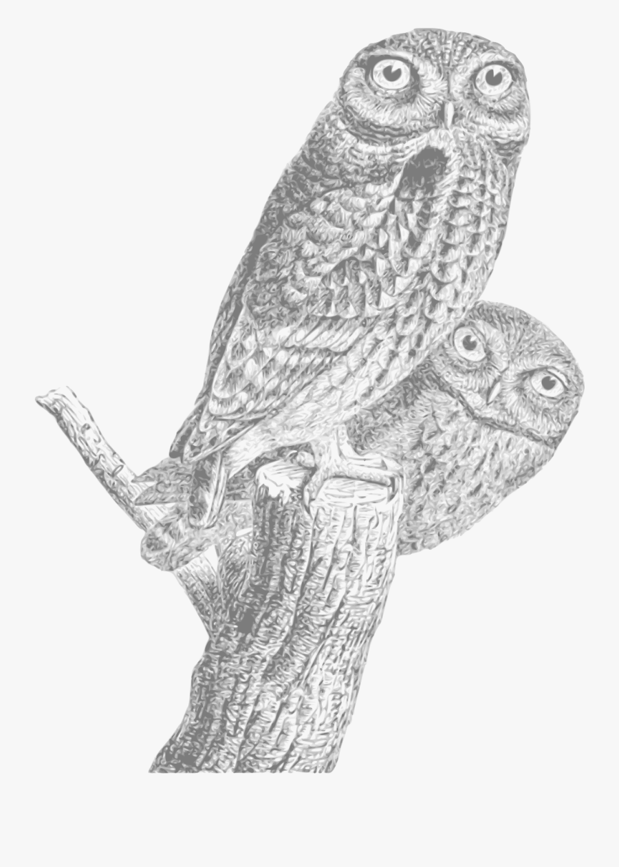 Owls Vintage 01 Clip Arts - Regular Expression O Reilly Book, Transparent Clipart
