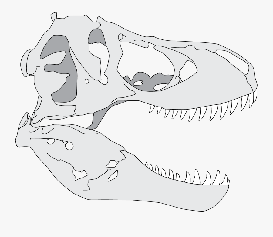 Drawn Dinosaur Skull - T Rex Skull Drawing Simple, Transparent Clipart