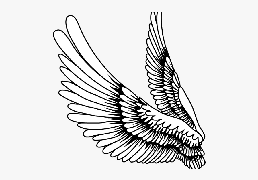 Feathers Of A Bird Cartoon, Transparent Clipart