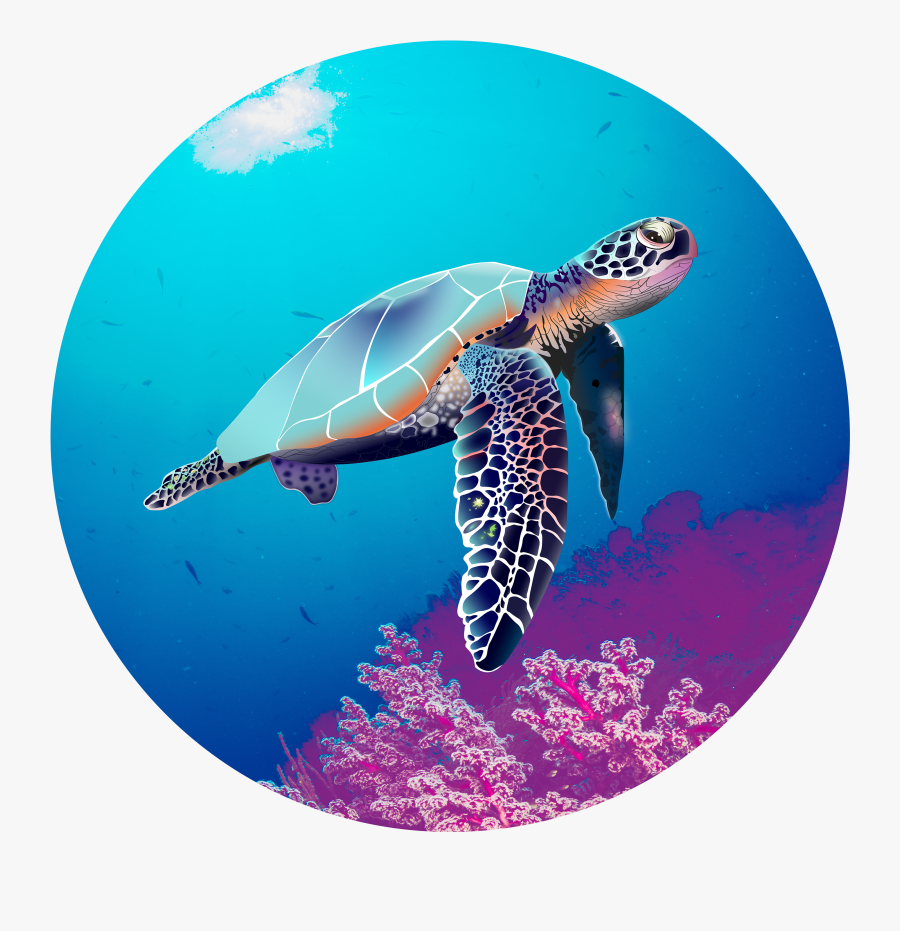 Hawksbill Sea Turtle , Free Transparent Clipart - ClipartKey