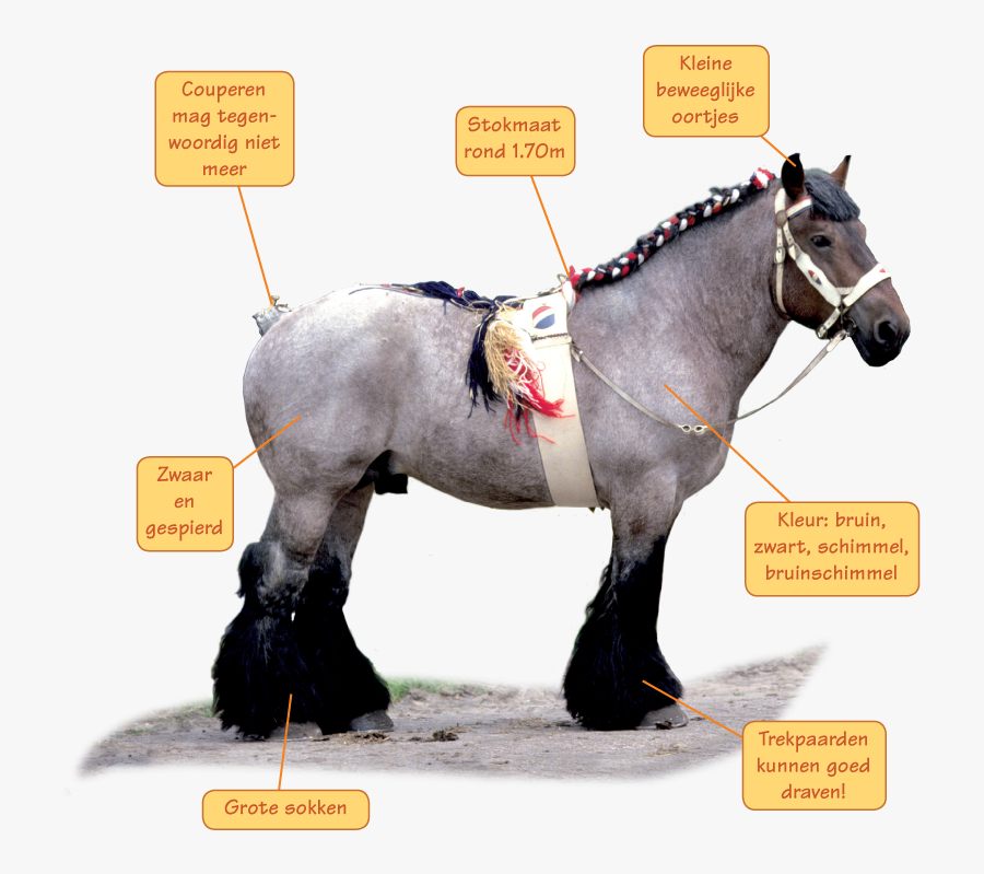 Clip Art Kan Het Duidelijker De - Friese Trekpaarden, Transparent Clipart