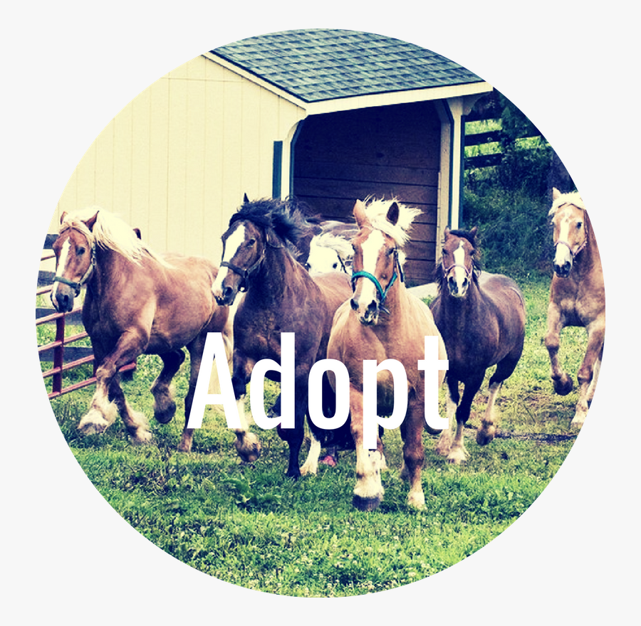Transparent Horses Png - Rescued Draft Horses From Slaughter, Transparent Clipart