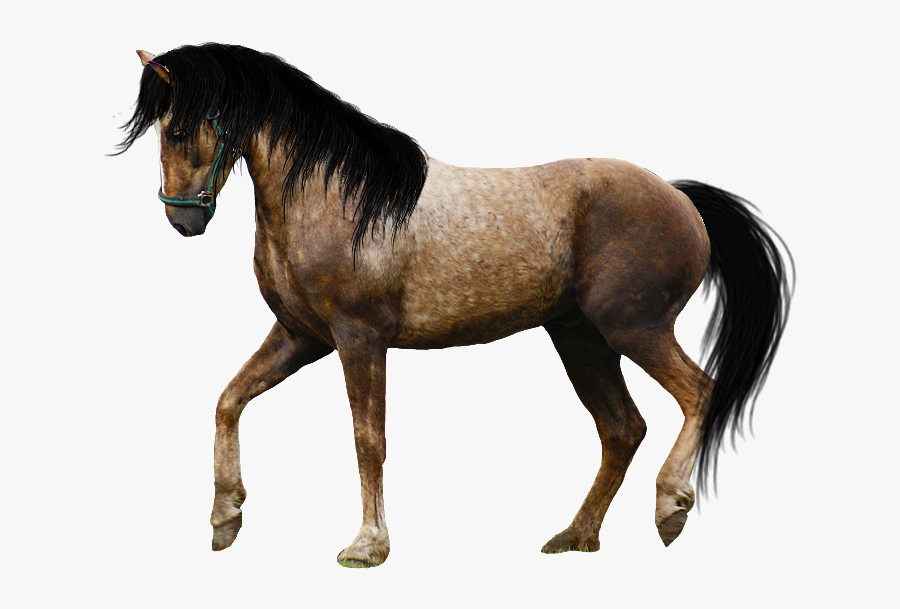Horse Png Image, Free Download Picture - Real Horse Png, Transparent Clipart