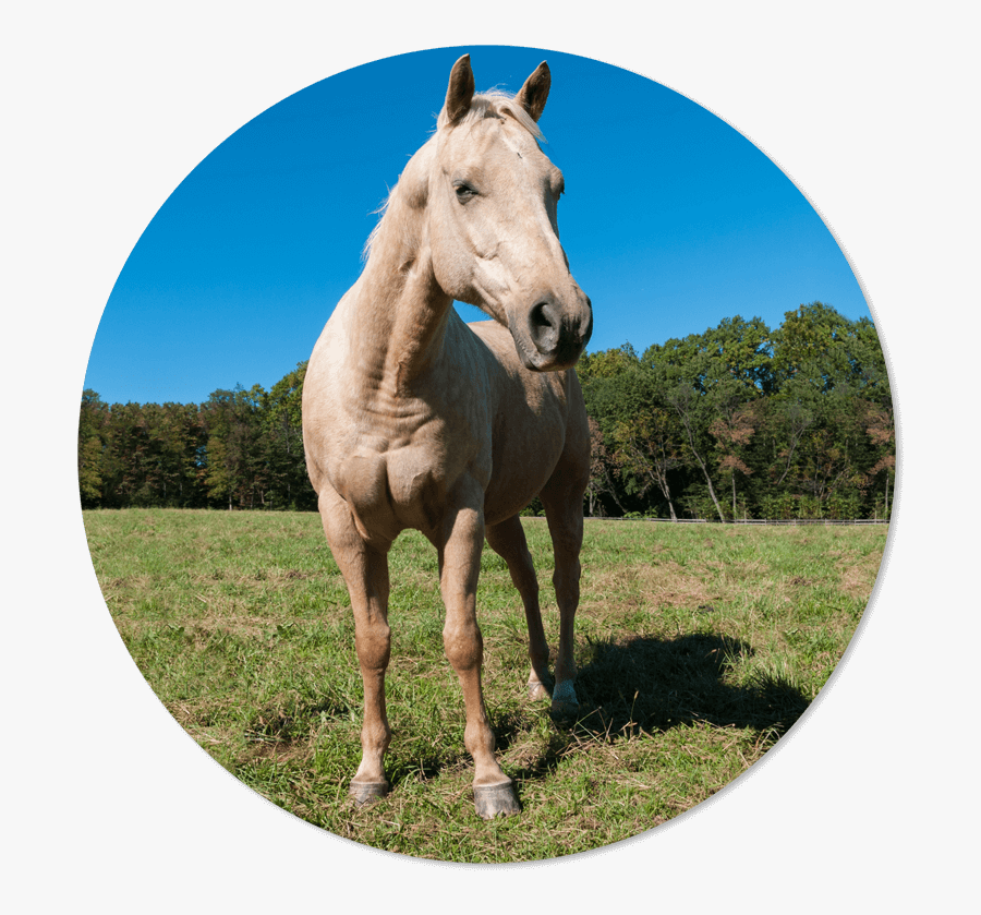 Transparent Stallions Clipart - Stallion, Transparent Clipart