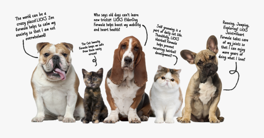 Pets Talking Graphic R1-bold - 5 Picture Of Animals, Transparent Clipart