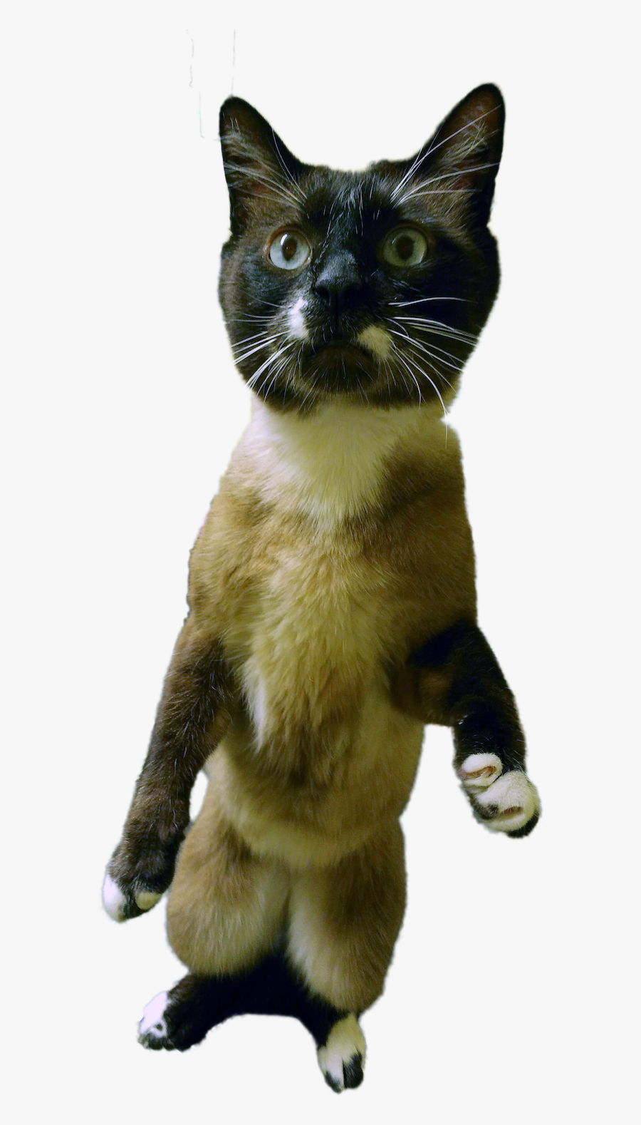 Siamese, Transparent Clipart