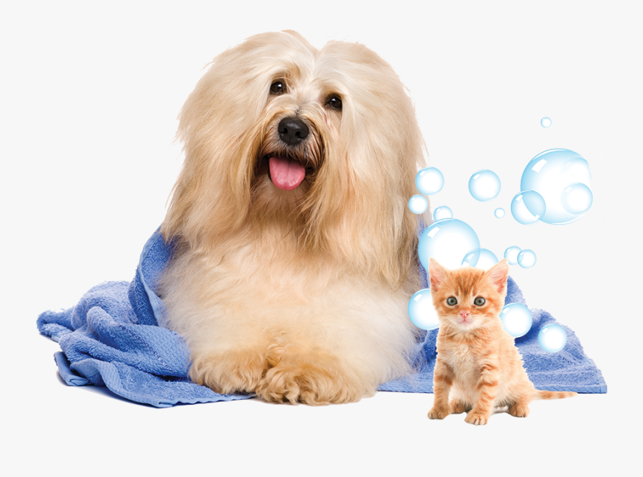 Dog In Towel Png, Transparent Clipart