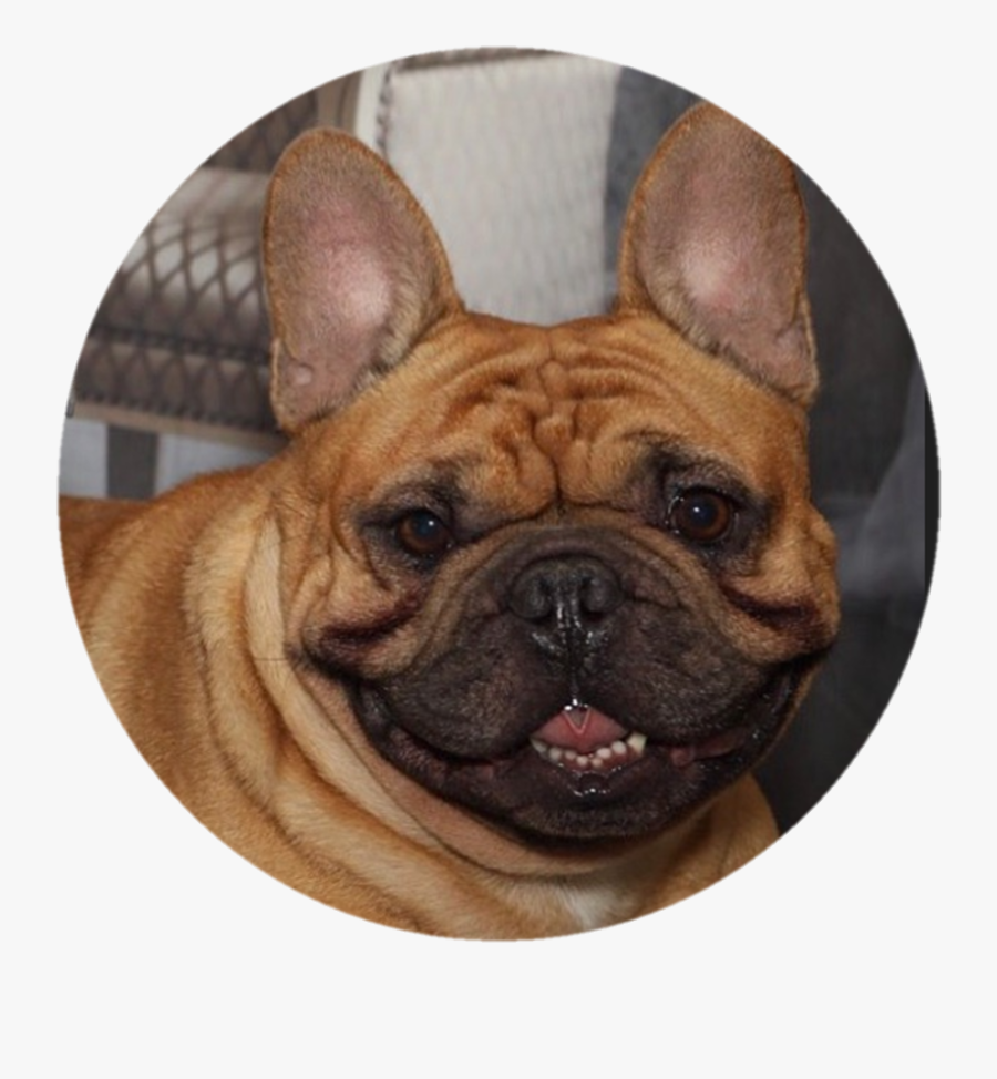 French Bulldog, Transparent Clipart