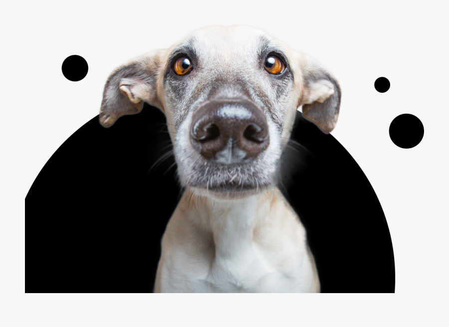 About Itch - Dog, Transparent Clipart