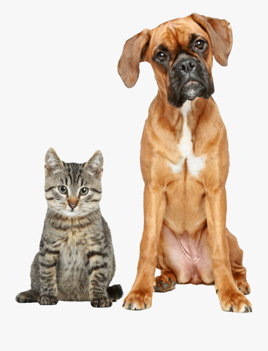 Cat And Dog Love Clipart, Transparent Clipart