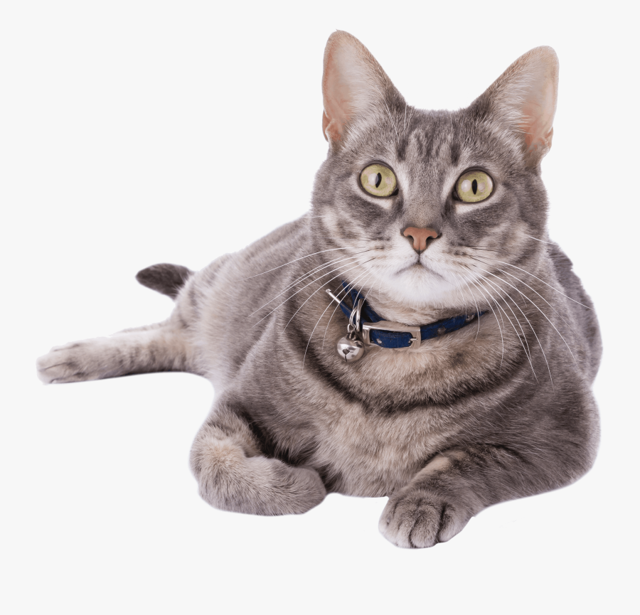 Cat Laying Down And Looking Up, Transparent Clipart