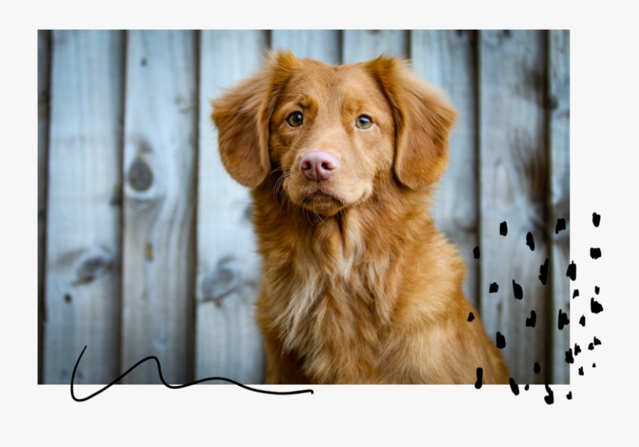 Ivhumanesociety - Dog, Transparent Clipart