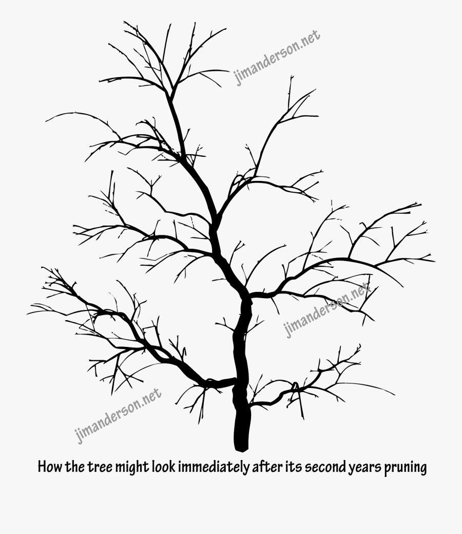 Drawn Maple Leaf Aesthetic - Pond Pine, Transparent Clipart