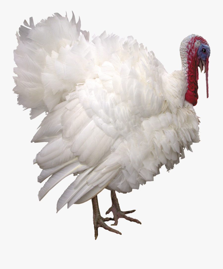 Turkey Png - Turkey Broiler Png, Transparent Clipart
