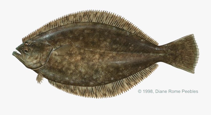 Clip Art Igfa World Record All - Flounder Fish Png, Transparent Clipart