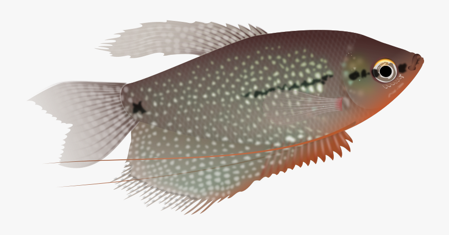 Gourami Clipart, Transparent Clipart