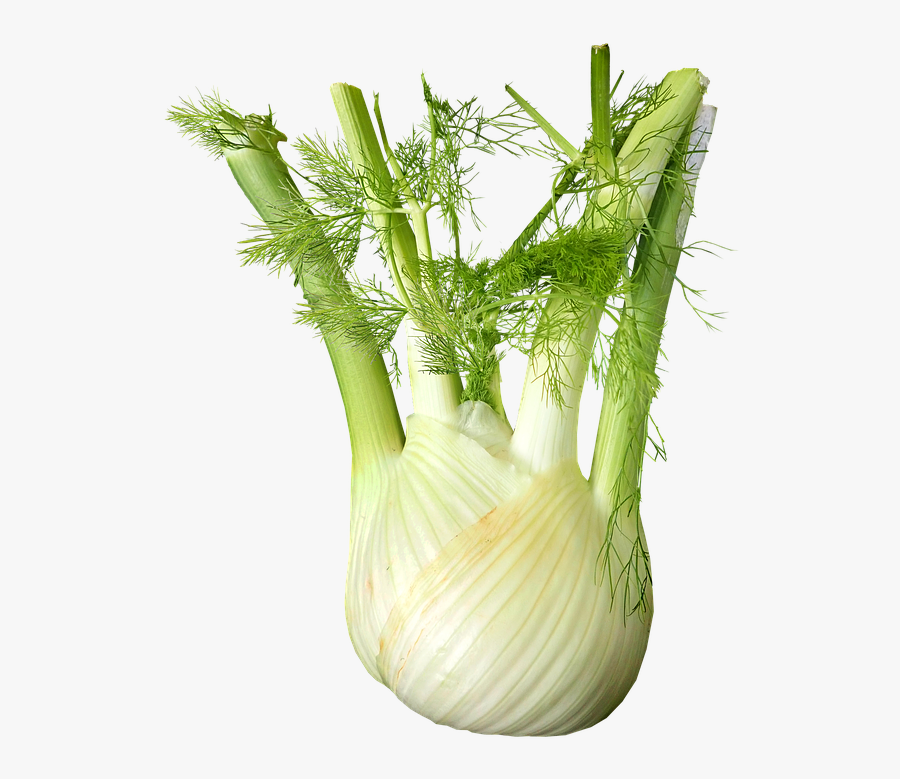 Transparent Vegetales Png Fennel Transparent , Free Transparent