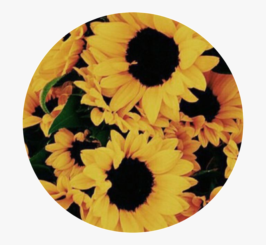 Sunflower Background Aesthetic Cute Yellow Freetoedit