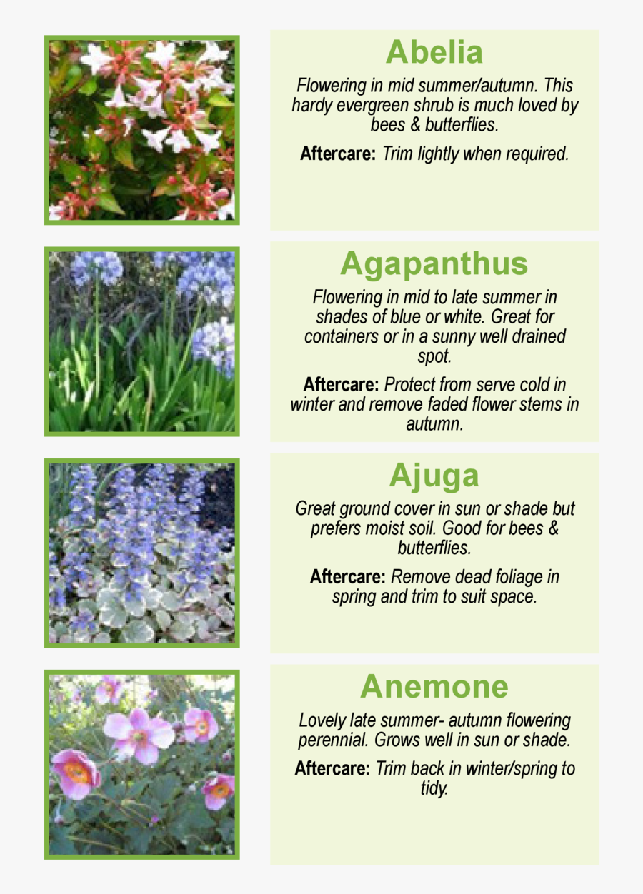 Abelia Flowering In Mid Summer Autumn Agapanthus Plants - Agapanthus Plants, Transparent Clipart