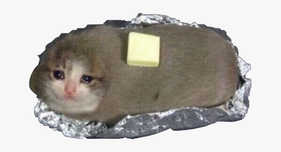 #cat #funnycat #buddercat #catbudder #cryingcat #freetoedit - Cat In Tin Foil With Butter, Transparent Clipart