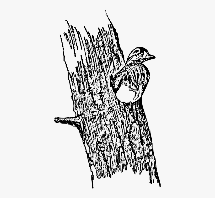 Art,monochrome Photography,head - Duck, Transparent Clipart
