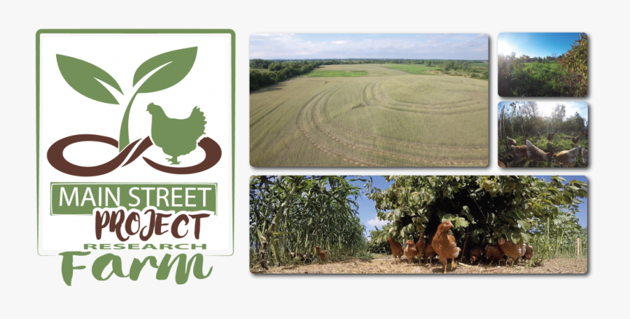 Main Street Project Farm Poultry Regenerative - Field, Transparent Clipart