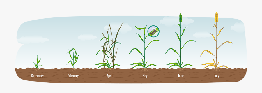 Grass, Transparent Clipart