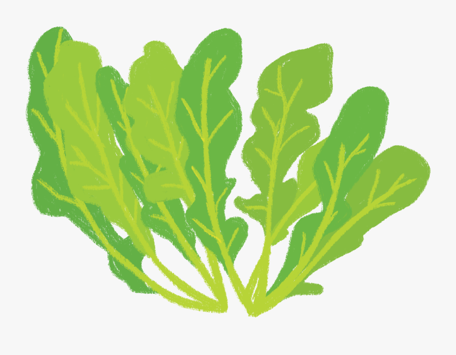 Organic Arugula, Transparent Clipart